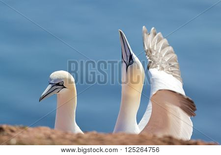 Northern Gannet, Birds In Love