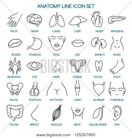 Anatomy line icons. Human body parts line icons and human anatomy signs. Vector illustration