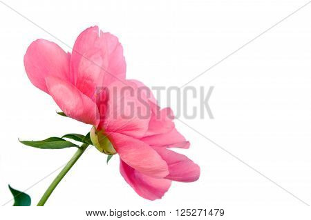 Three pink peonies isolated on white .