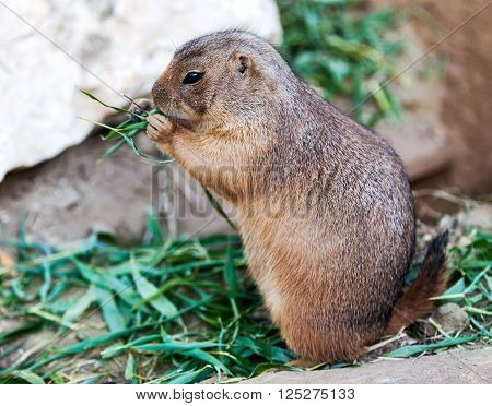Full view of Black-tailed Prairie dog .
** Note: Visible grain at 100%, best at smaller sizes