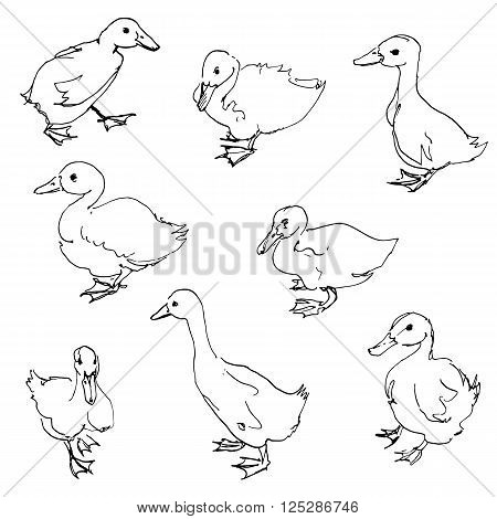 sketch of ducklings, ink drawing birds, hand drawn vector illustration, line sketch