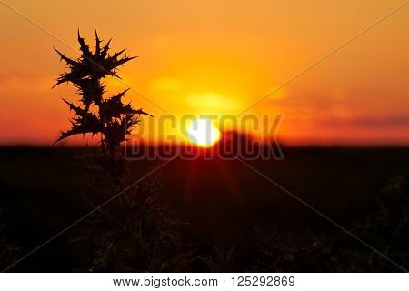 Sunset flower of the cardus marianus thistle Silybum marianum. Against the light
** Note: Visible grain at 100%, best at smaller sizes