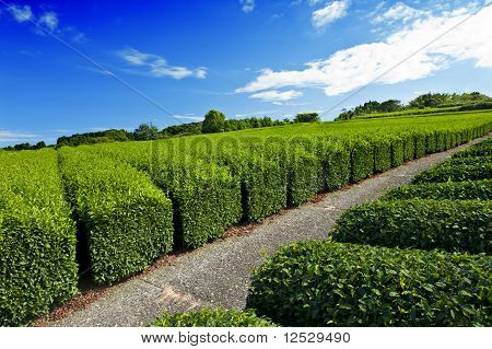 Piantagione di tè