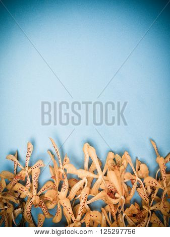 Yellow Mokara Orchids in a Blue background vintage . (picture with space for text)