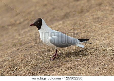 portrait of a seagull on the ground closeup