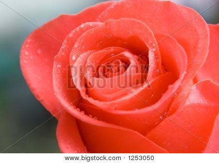 Rose a voda