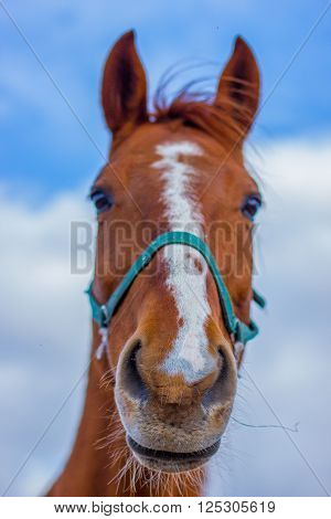 Horse smile on the portret background sky