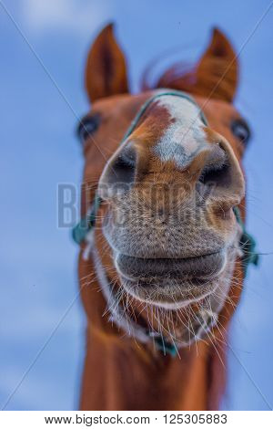 Horse smile on the portret background sky