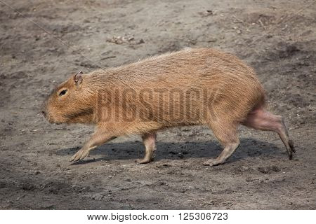 Capybara (Hydrochoerus hydrochaeris). Wild life animal. 