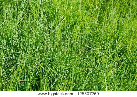 Grassblades closeup on a field