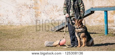 German shepherd dog training. Alsatian Wolf Dog. Deutscher, dog