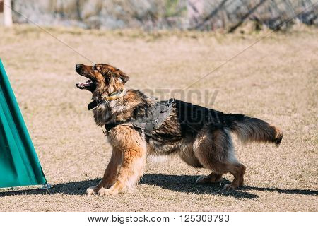 Furious German shepherd dog training. Biting dog. Alsatian Wolf Dog. Deutscher, dog