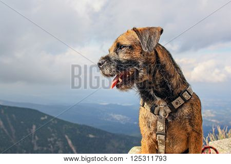 Happy Dog Border Terrier Looking into the Distance in Czech Mountain Krkonose