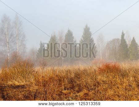 Forest glade with an old grass and the remains of snow in the early spring and in the foggy morning.