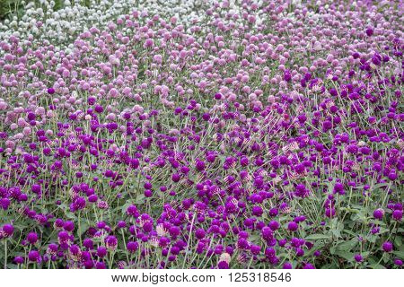 background of gomphrena flowers - purple, pink and white varieties in a garden