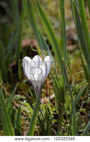 One white Crocus flower on green background