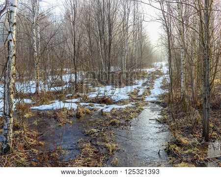 The forest road in a young birchwood is covered with yet not thawed snow and the pool covered with morning ice from thawed snow.
