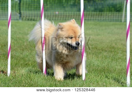 Chow Chow Weaving Through Poles at a Dog Agility Trial
