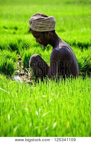 TAMIL NADU, INDIA - SEPTEMBER 12, 2009: Unidentified farmer woking in grice rice field. Agriculture is the 3rd econimical activity in the state comprising 21 per cent