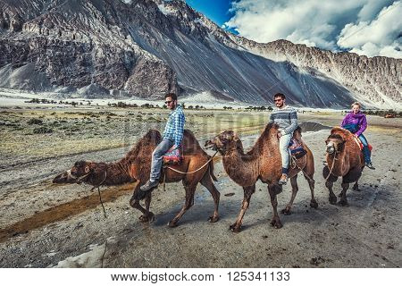 HUNDER, INDIA - SEPTEMBER 11, 2012: Western tourists riding camels in Nubra valley in Himalayas, Ladakh
