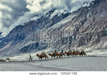 HUNDER, INDIA - SEPTEMBER 11, 2012: Tourists riding camels in Nubra valley in Himalayas, Ladakh