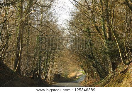 Scenic shot of country road along trees in the lush forest in south new zealand