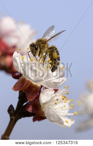Honey bee working on apricot flower. Animal spring work.