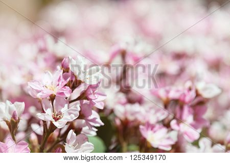 Indian Hawthorn (Rhaphiolepis indica) Pink Lady flowers blooming in spring time. Shallow depth of field.