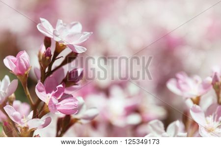 Indian Hawthorn (Rhaphiolepis indica) Pink Lady flowers blooming in spring time. Shallow depth of field.