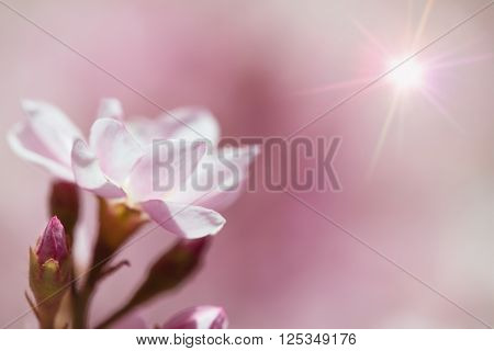 Closeup of Indian Hawthorn (Rhaphiolepis indica) Pink Lady flowers blooming in spring time. Shallow depth of field with copy space.