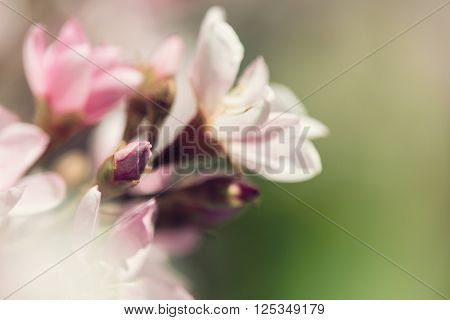 Closeup of Indian Hawthorn (Rhaphiolepis indica) Pink Lady flowers blooming in spring time. Shallow depth of field with copy space. Vintage filter effects.
