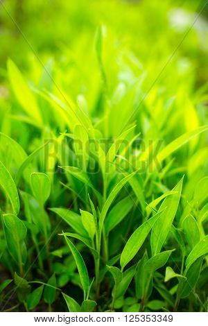 Fresh Thick Grass Close Up Green Nature