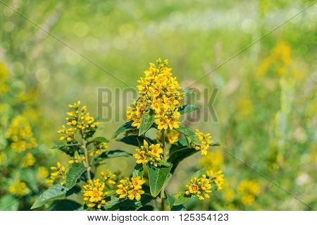 yellow wild flowers on a soft background meadows