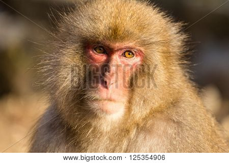 Brown Monkey
