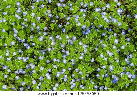 Veronica filiformis (Slender speedwell) in natural habitat.