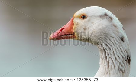 Close up portrait of a wild gray goose