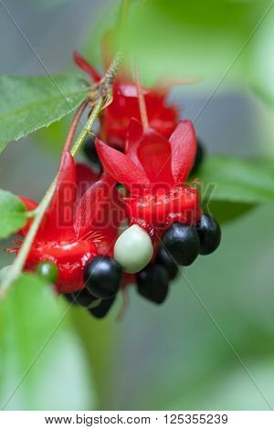 Flower and fruit of the  mouse tree, ochnaceae