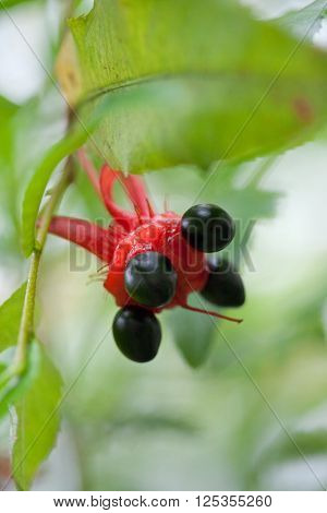Flower and fruit of the  mouse tree, ochnaceae