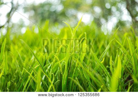 Fresh Thick Grass Green Close up Nature