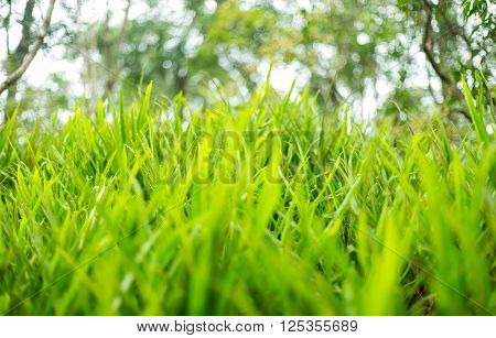 Fresh Thick Grass Green Close up Nature