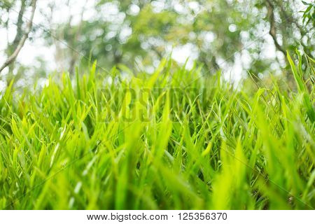 Fresh Thick Grass Green Close up Nature