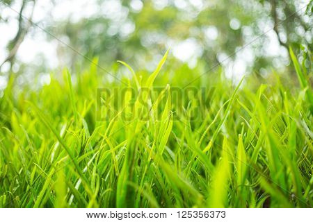 Fresh Thick Grass Green Close up Nature
