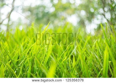 Fresh Thick Grass Green Close up Nature