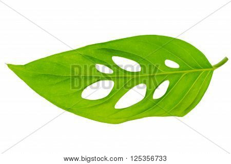 beautiful unusual green monstera (var. expilata) leaf is isolated on white background close up