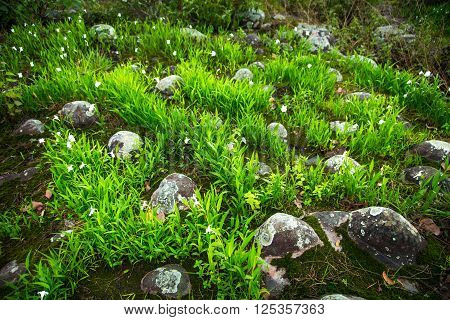 the ground with grass and stone Nature