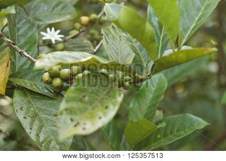 Coffee plant with young green coffee fruits and coffee flower. Leaves damaged due to disease,pests and weather.
