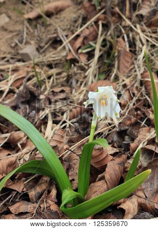 Snowdrop the first after the winter, crocus
