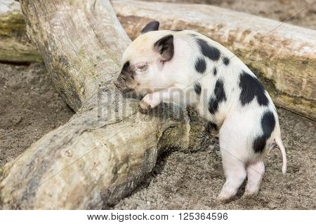 Young black spotted piglet at tree trunk outdoors