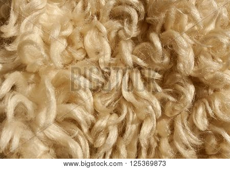 Sheep Wool Texture.