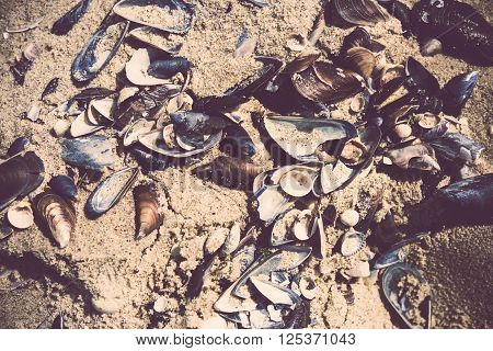 Many empty seashells in the sand on the seashore